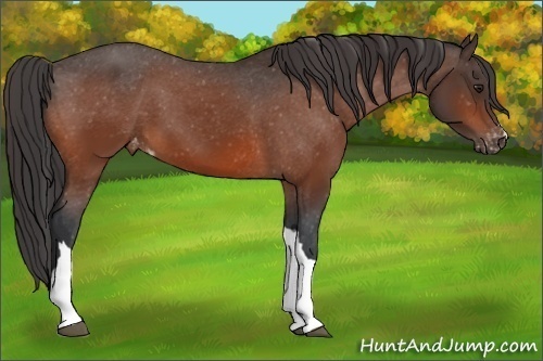 Horse Color:Brown Appaloosa