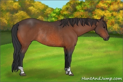 Horse Color:Bay Rabicano  and Bay Rabicano 