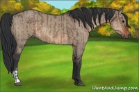 Horse Color:Brown Dun  and Brown Dun 