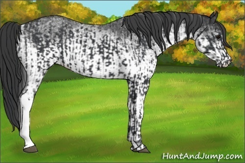 Horse Color:Black  and White Spotted Black 