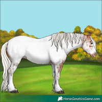 Horse Color:White Spotted Silver Bay Frame Appaloosa Rabicano  and White Spotted Silver Bay Frame Appaloosa Rabicano 