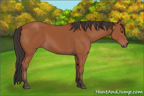 Horse Color:Bay 