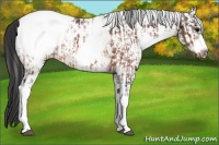Horse Color:White Spotted Bay Frame Appaloosa Rabicano  and White Spotted Bay Frame Appaloosa Rabicano 
