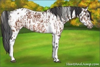 Horse Color:Bay Tobiano Varnish Rabicano and Bay Frame Near Leopard Rabicano