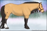 Horse Color:Buckskin 