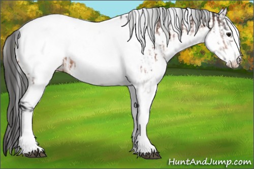 Horse Color:White Spotted Bay Frame Appaloosa Rabicano  and White Spotted Bay Frame Appaloosa Rabicano 