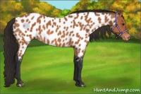 Horse Color:Bay Appaloosa 