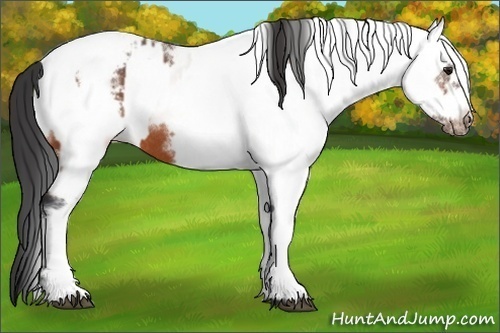 Horse Color:White Spotted Bay Frame Appaloosa Rabicano and White Spotted Bay Frame Appaloosa Rabicano