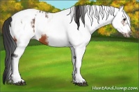 Horse Color:White Spotted Bay Frame Appaloosa Rabicano  and White Spotted Bay Frame Appaloosa Rabicano 