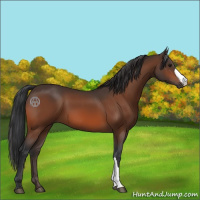 Horse Color:Bay 