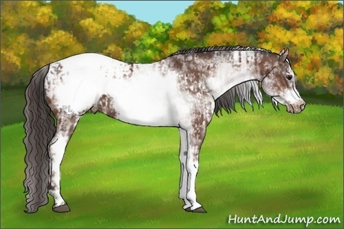 Horse Color:White Spotted Bay Frame Appaloosa Rabicano and White Spotted Bay Frame Appaloosa Rabicano