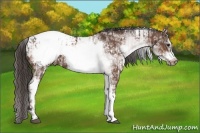 Horse Color:White Spotted Bay Frame Appaloosa Rabicano  and White Spotted Bay Frame Appaloosa Rabicano 