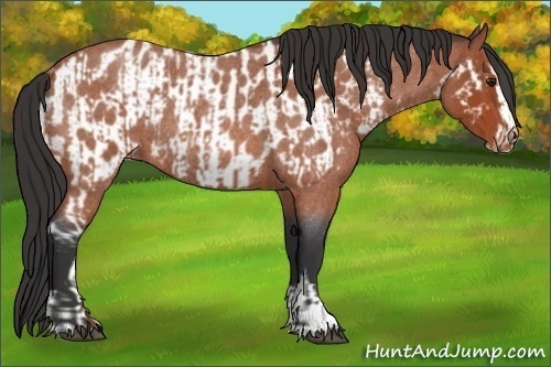 Horse Color:Brown Roan Sabino Rabicano and Brown Roan Sabino Near Leopard Rabicano