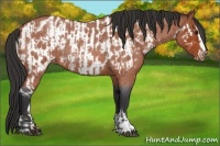 Horse Color:Brown Roan Sabino Rabicano  and Brown Roan Sabino Appaloosa Rabicano 