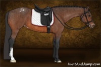 Horse Color:Bay Appaloosa  and Bay Appaloosa 