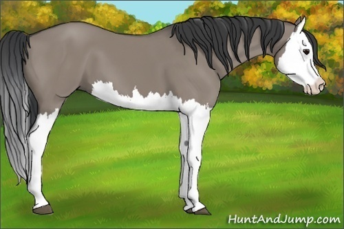Horse Color:Grullo Splash 