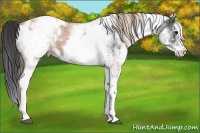 Horse Color:White Spotted Black Pearl Appaloosa Rabicano  and White Spotted Black Appaloosa Rabicano 