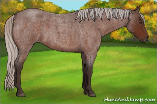 Horse Color:Silver Brown Roan