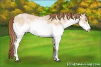 Horse Color:White Spotted Bay Roan Pearl Dun Frame