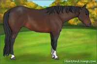 Horse Color:Bay Tobiano