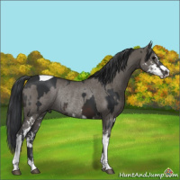 Horse Color:Brown Sabino Tobiano and Grullo Sabino Rabicano