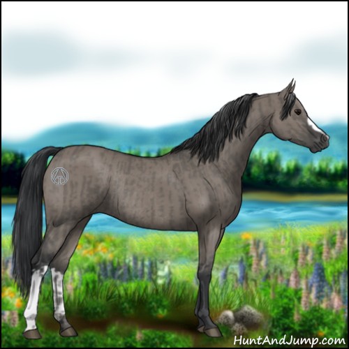 Horse Color:Grullo Rabicano and Grullo Rabicano