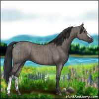 Horse Color:Grullo Rabicano  and Grullo Rabicano 