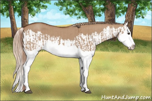 Horse Color:Red Dun Splash  and Red Dun Splash 