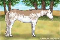 Horse Color:Red Dun Splash  and Red Dun Splash 