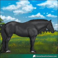 Horse Color:Black 