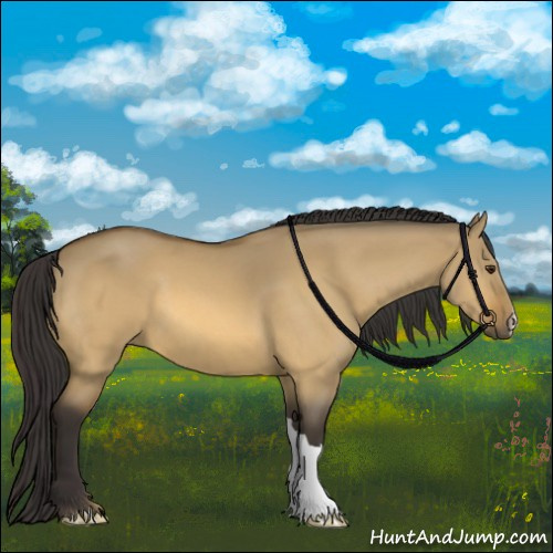 Horse Color:Buckskin Dun