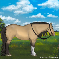 Horse Color:Buckskin Dun 