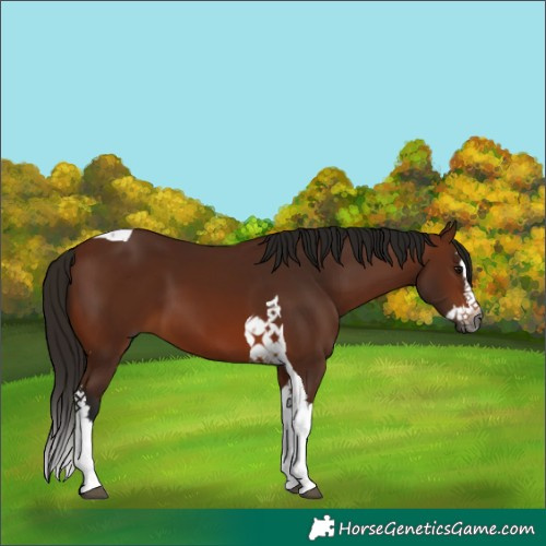 Horse Color:Gray Bay Splash Tobiano 