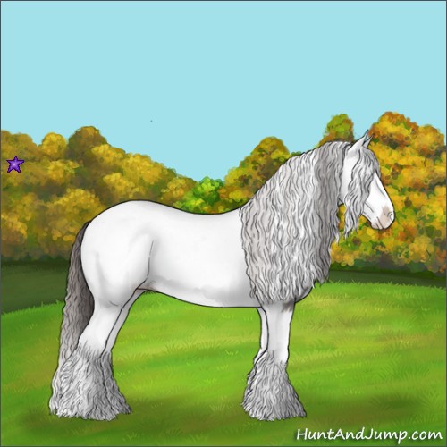 Horse Color:White Spotted Grullo Appaloosa Rabicano  and White Spotted Grullo Splash Appaloosa Rabicano 