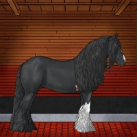 Horse Color:Black 