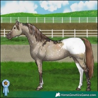 Horse Color:Liver Red Dun Mushroom Appaloosa