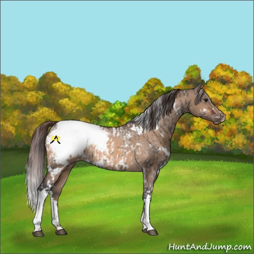 Horse Color:Grullo Tobiano Snowcap Rabicano and White Spotted Brown Dun Snowcap Rabicano