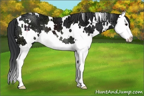Horse Color:White Spotted Black Ice Splash 