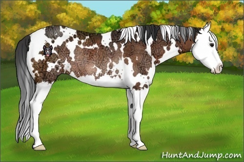 Horse Color:White Spotted Bay Ice Sabino Splash Rabicano 