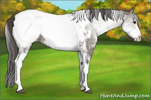 Horse Color:White Spotted Grullo Appaloosa Rabicano  and White Spotted Grullo Tobiano Appaloosa Rabicano 