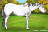 Horse Color:White Spotted Grullo Appaloosa Rabicano  and White Spotted Grullo Tobiano Appaloosa Rabicano 