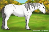 Horse Color:White Spotted Grullo Appaloosa Rabicano  and White Spotted Grullo Appaloosa Rabicano 