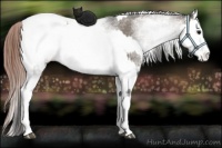 Horse Color:White Spotted Grullo Appaloosa Rabicano  and White Spotted Classic Champagne Dun Appaloosa Rabicano 