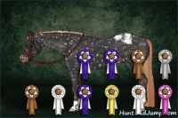 Horse Color:Liver Chestnut Appaloosa 