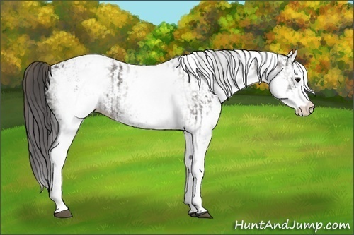 Horse Color:White Spotted Grullo Appaloosa Rabicano  and White Spotted Grullo Appaloosa Rabicano 