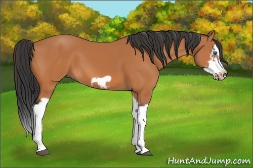 Horse Color:Bay Splash Frame 