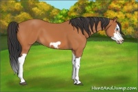 Horse Color:Bay Splash Frame 