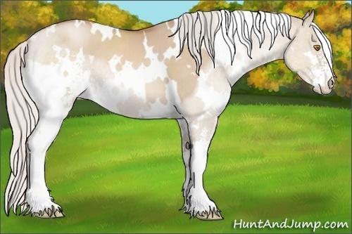 Horse Color:White Spotted Silver Grullo Pearl Sabino 