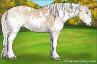 Horse Color:White Spotted Silver Grullo Pearl Sabino 