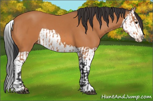 Horse Color:Bay Splash Frame and Bay Splash